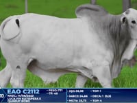 Lote 259