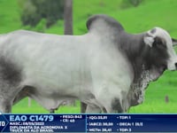 Lote 260