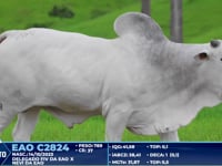 Lote 264