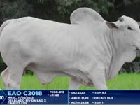 Lote 265