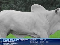 Lote 266