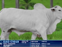 Lote 270