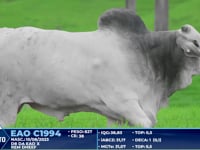 Lote 271
