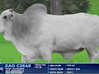 Lote 272