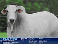 Lote 273