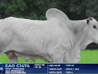 Lote 277