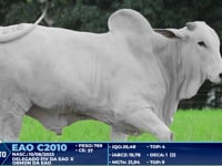 Lote 278