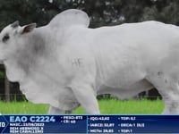 Lote 283