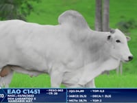 Lote 285