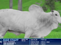 Lote 291