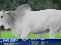 Lote 295