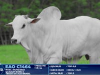 Lote 296