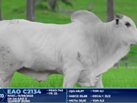 Lote 301