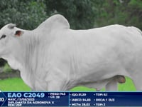 Lote 303