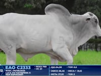 Lote 307