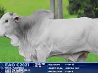 Lote 308