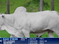 Lote 313