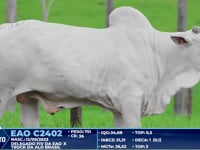 Lote 318