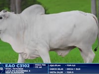 Lote 320