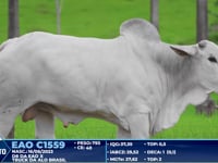 Lote 325