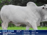 Lote 326