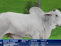 Lote 327