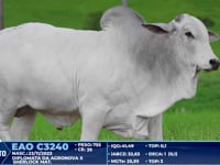Lote 328