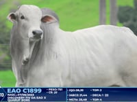 Lote 329