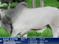 Lote 330