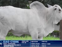 Lote 332
