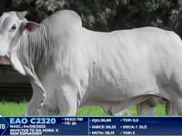 Lote 333