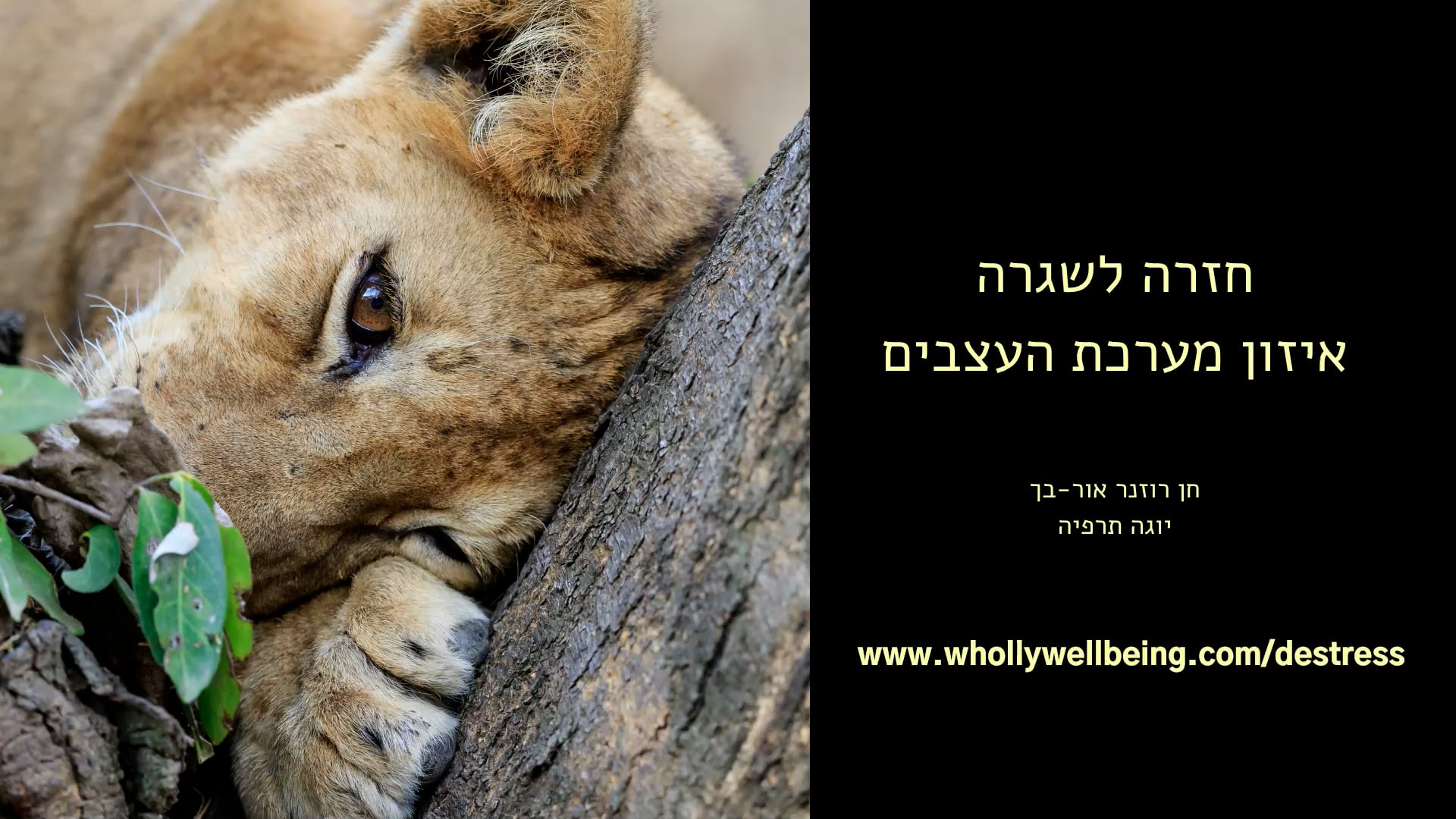 הזמנה להתחדשות - תמיכה ואיזון של מערכת העצבים