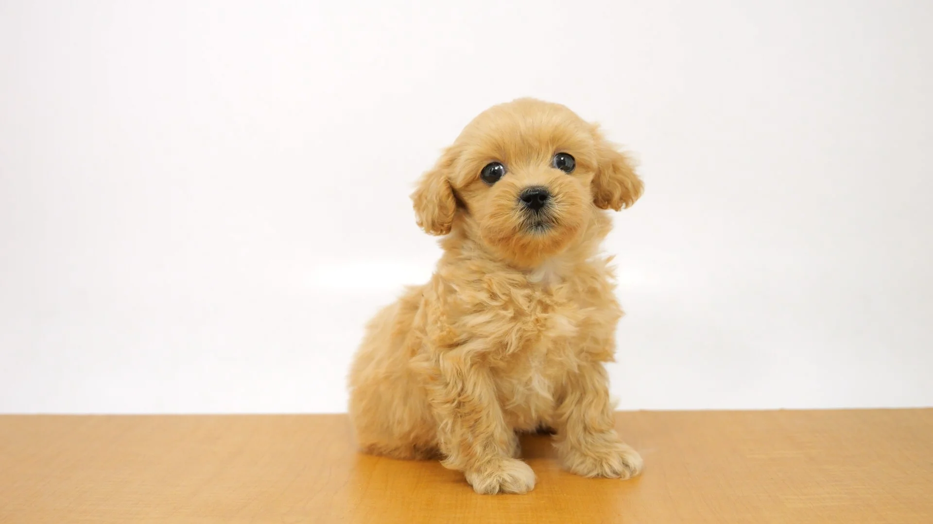 ハーフ犬（ペキプー） クリーム 女の子 四街道店 2025062303607