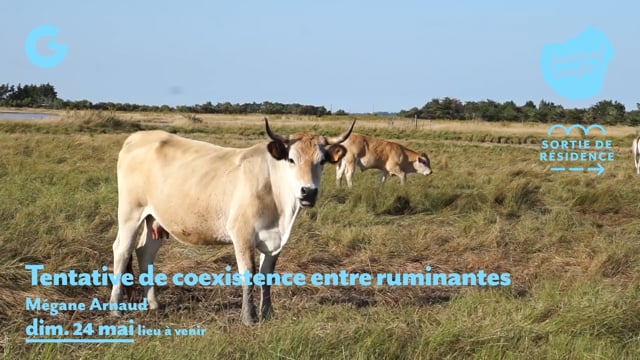 TEASER - Tentative de coexistence entre ruminantes - Mégane Arnaud
