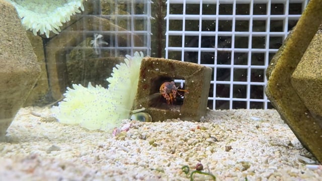 Baby mantis shrimp WYSIWYG 20 video
