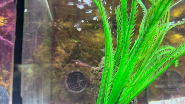 Gold Anglefish tank bred WYSIWYG 19 video