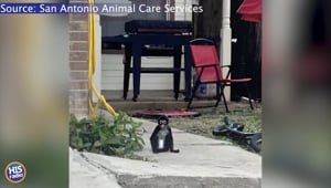 Spider Monkey Wearing Diaper Caught After Escaping Home