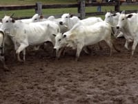 Lote 34