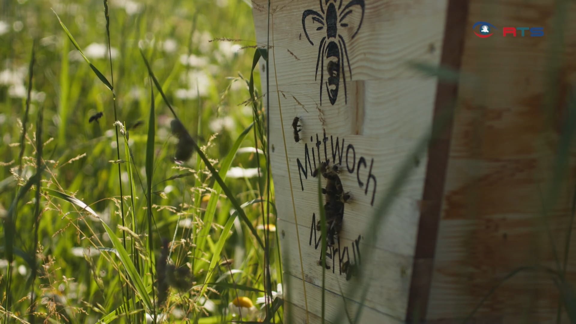 heilkraft-der-bienen-therapie-mit-bienenstockluft