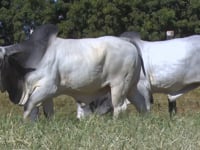 Lote 120