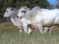 Lote 131