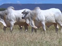 Lote 144