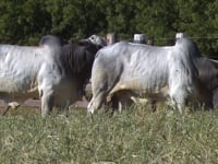 Lote 148