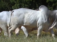 Lote 150