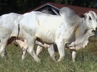 Lote 154