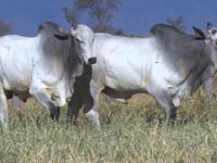 Lote 162