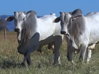 Lote 166