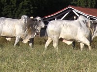 Lote 167