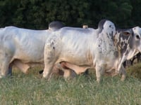 Lote 168