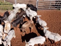 Lote 42